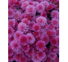 Хризантема Бранбич Лилак (Branbeach Lilac)
